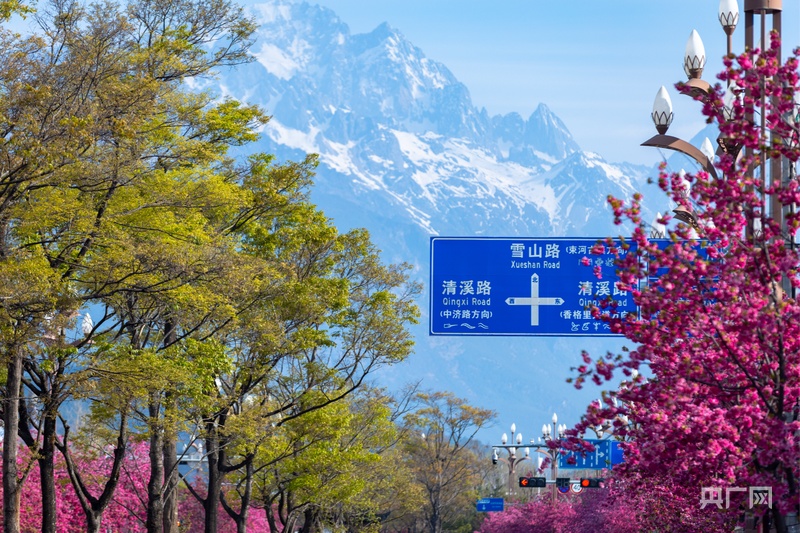 白沙古镇桃花映雪山