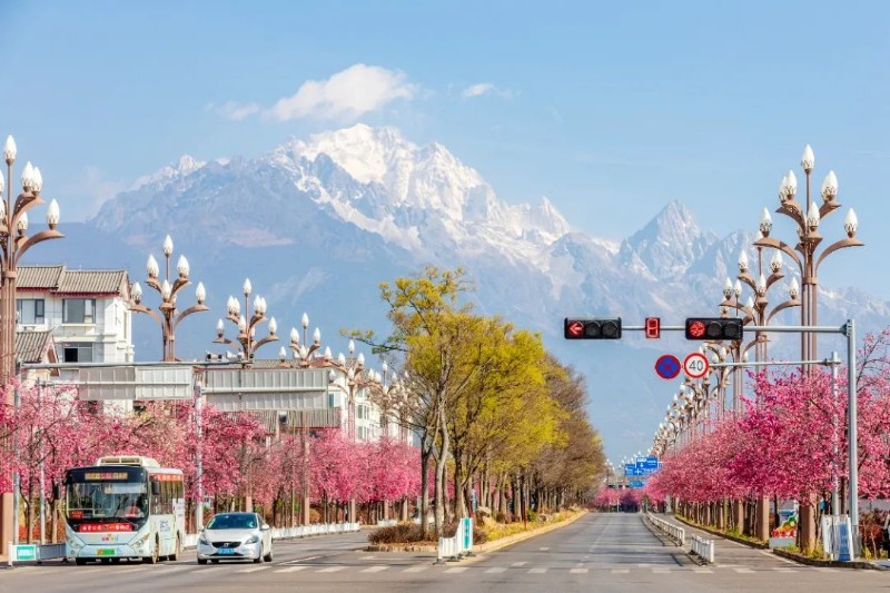 丽江雪山路樱花大道